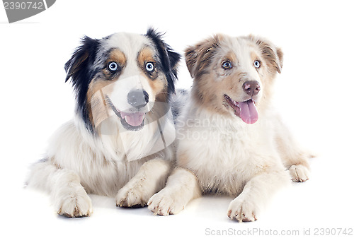 Image of australian shepherds