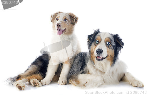 Image of australian shepherds