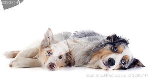 Image of australian shepherds