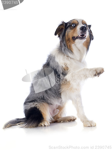 Image of australian shepherd