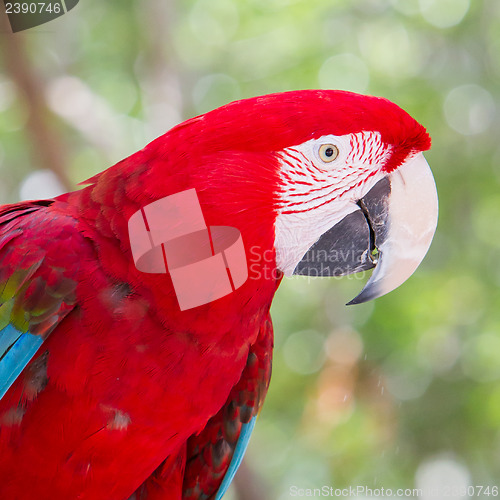 Image of Red Macaw