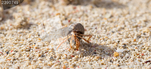 Image of Very small lobster in a small shell