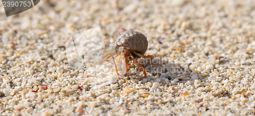 Image of Very small lobster in a small shell