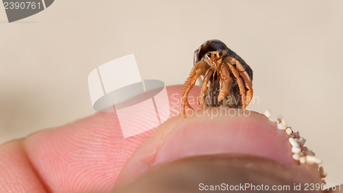 Image of Very small lobster in a small shell