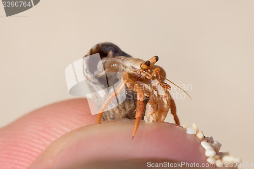 Image of Very small lobster in a small shell