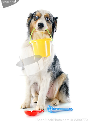 Image of australian shepherd in holiday