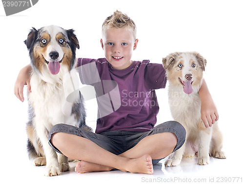 Image of australian shepherds and boy