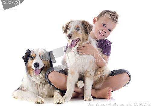 Image of australian shepherds and boy