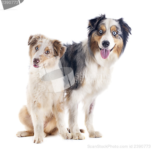 Image of australian shepherds