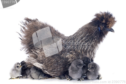 Image of young Silkie