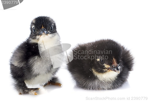 Image of Marans chicks