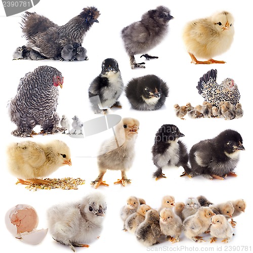 Image of young chicks and chicken