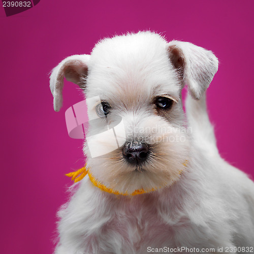 Image of White miniature schnauzer puppy