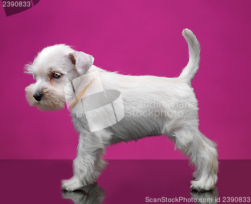 Image of White miniature schnauzer puppy