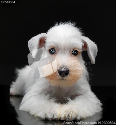 Image of White miniature schnauzer puppy