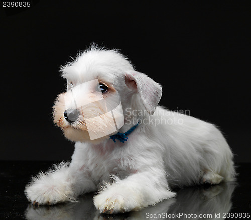 Image of White miniature schnauzer puppy