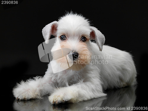Image of White miniature schnauzer puppy