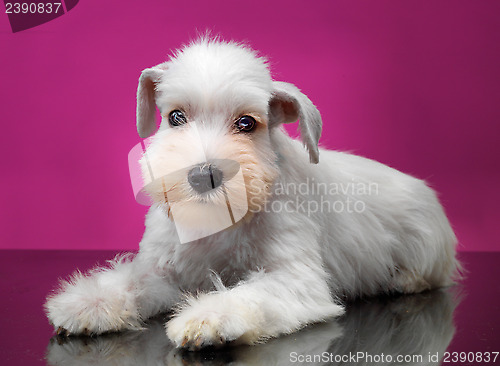 Image of White miniature schnauzer puppy