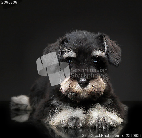 Image of Silver miniature schnauzer puppy
