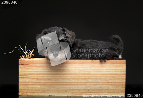 Image of Silver miniature schnauzer puppy