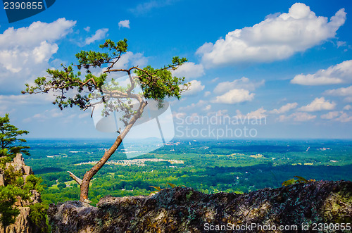 Image of old and ancient dry tree on top of mountain