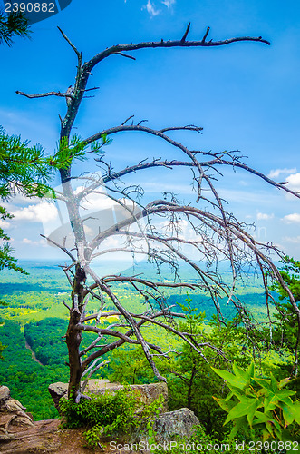 Image of old and ancient dry tree on top of mountain