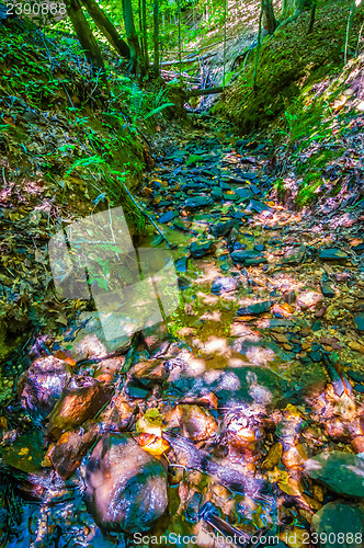 Image of nature around a small creek in the forest woods