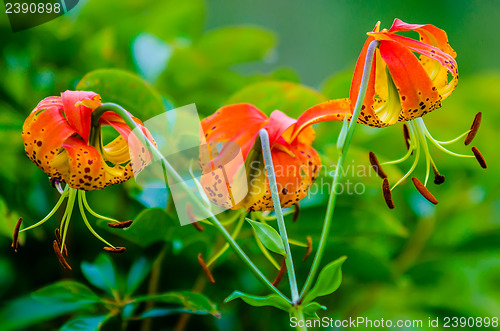 Image of wild orange lilies
