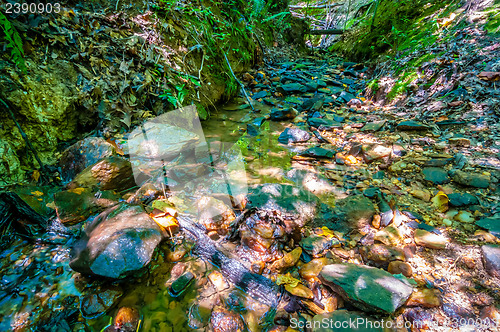 Image of nature around a small creek in the forest woods