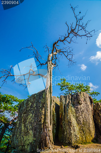 Image of old and ancient dry tree on top of mountain