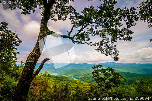 Image of old tree overlooking mountains