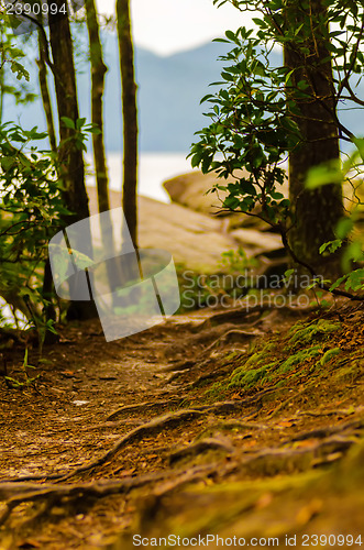 Image of bumpy hiking path with tree roots