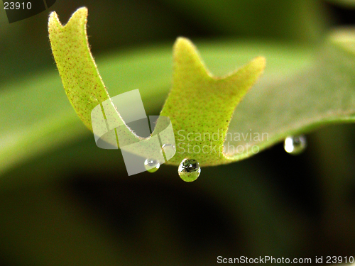 Image of dew on leaf