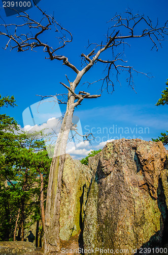 Image of old and ancient dry tree on top of mountain