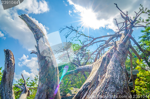 Image of old and ancient dry tree on top of mountain