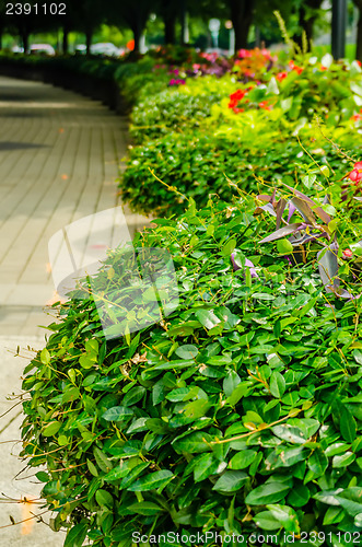 Image of green plants in pots on city street