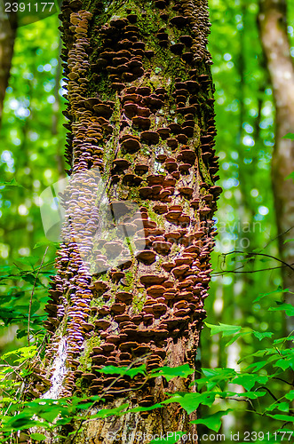 Image of mushrooms growing on a live tree in the forest, illustrating the