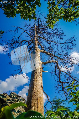 Image of old and ancient dry tree on top of mountain