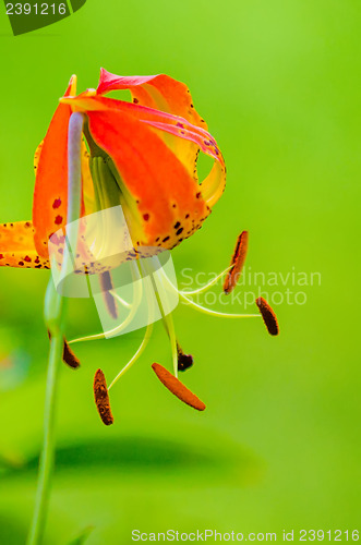 Image of wild orange lilies