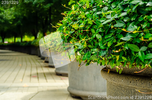 Image of green plants in pots on city street