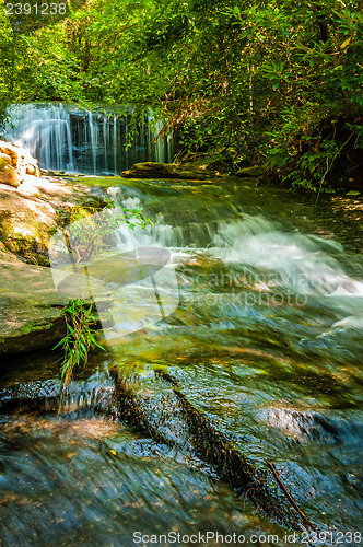 Image of nature around a small creek in the forest woods