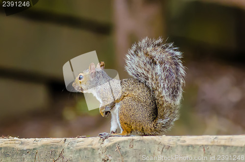 Image of squirrel profile