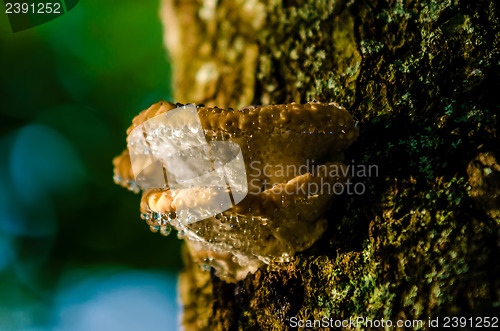 Image of mushrooms growing on a live tree in the forest, illustrating the