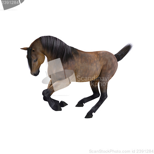 Image of Horse