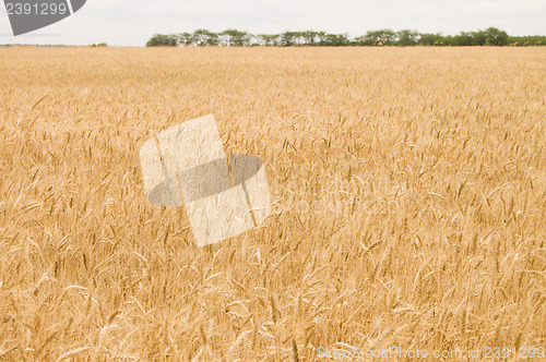 Image of harvest