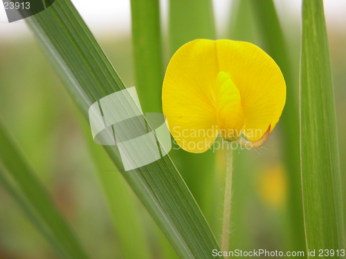 Image of weeds