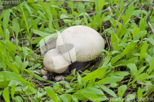 Image of mushrooms