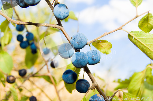 Image of Blackthorn, Prunus spinosus