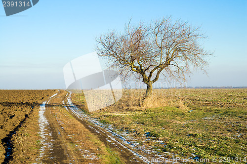 Image of tree