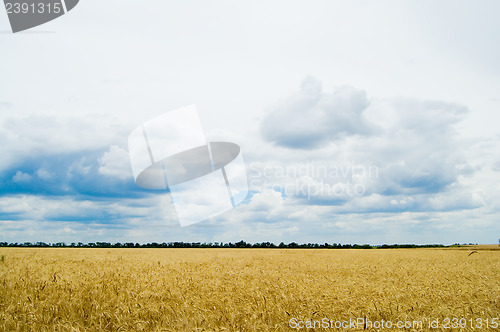 Image of field of wheat under cloudy sky